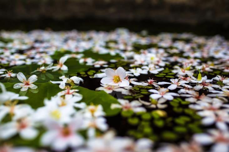 上海短視頻代運(yùn)營公司