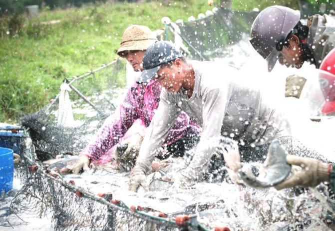 水產養殖品牌的營銷策略方案 水產養殖品牌的營銷策略方案