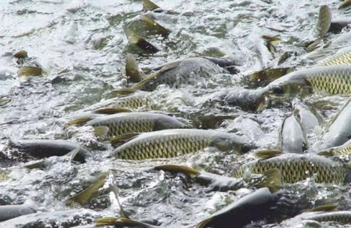 水產養殖品牌的營銷策略方案 水產養殖品牌的營銷策略方案