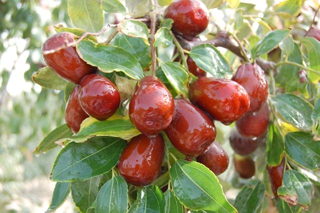 紅棗農產品品牌策劃的步驟分析