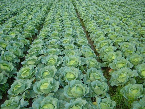 農(nóng)業(yè)品牌策劃怎樣做才完美呢？