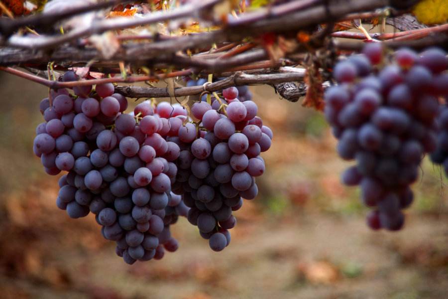 農(nóng)業(yè)品牌營(yíng)銷：葡萄品牌營(yíng)銷好做嗎？怎么做呢？