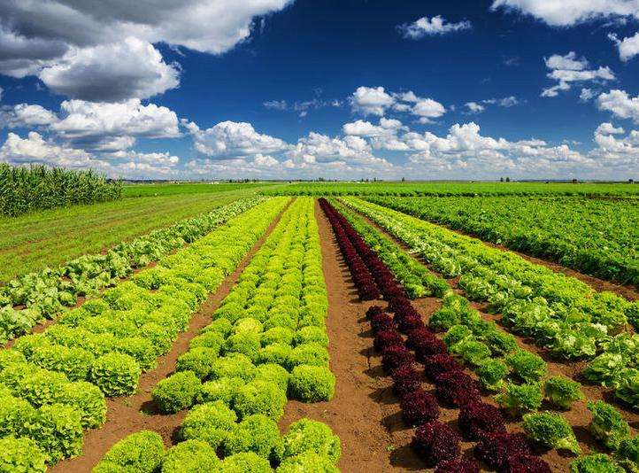 農(nóng)產(chǎn)品品牌設(shè)計(jì)有多重要？