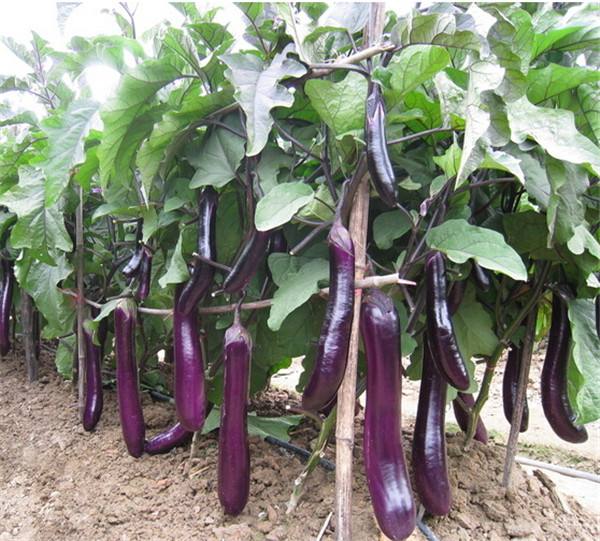 如何農(nóng)產(chǎn)品品牌設(shè)計(jì)影響用戶？