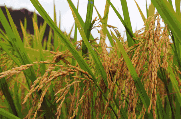 農業品牌策劃公司哪家好？