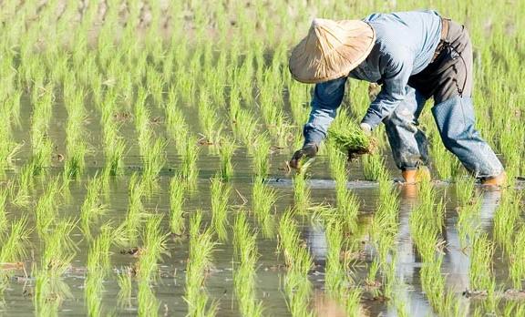 農業品牌戰略規劃，對業務成功的作用