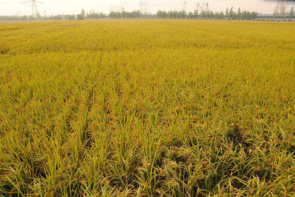 品牌定位,農業品牌定位,大米品牌定位 品牌定位,農業品牌定位,大米品牌定位