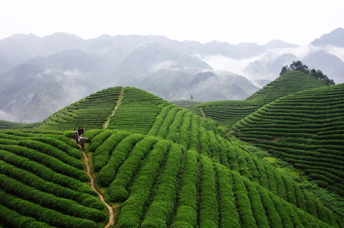 品牌形象,農業品牌定位 品牌形象,農業品牌定位