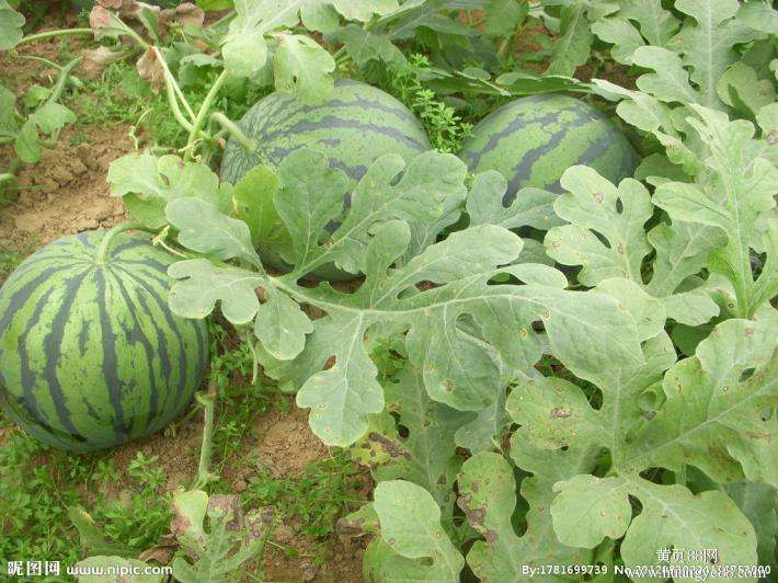 農業品牌策劃，農產品品牌策劃，西瓜農業品牌策劃