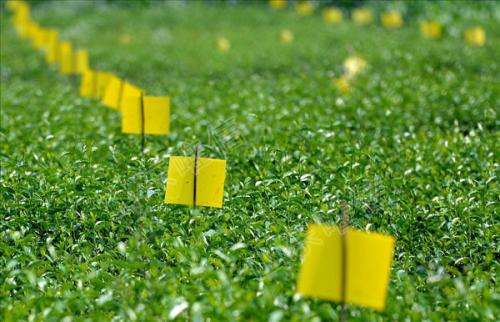 農業品牌策劃,農業品牌策劃公司 農業品牌策劃,農業品牌策劃公司