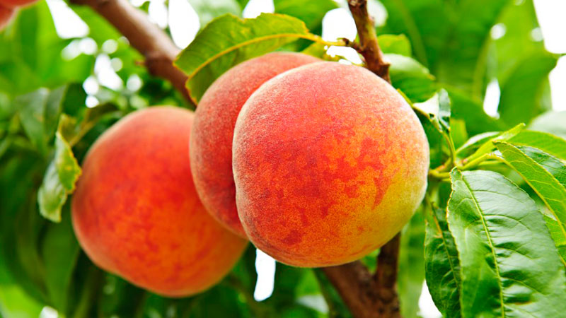 胡陳水蜜桃 胡陳水蜜桃