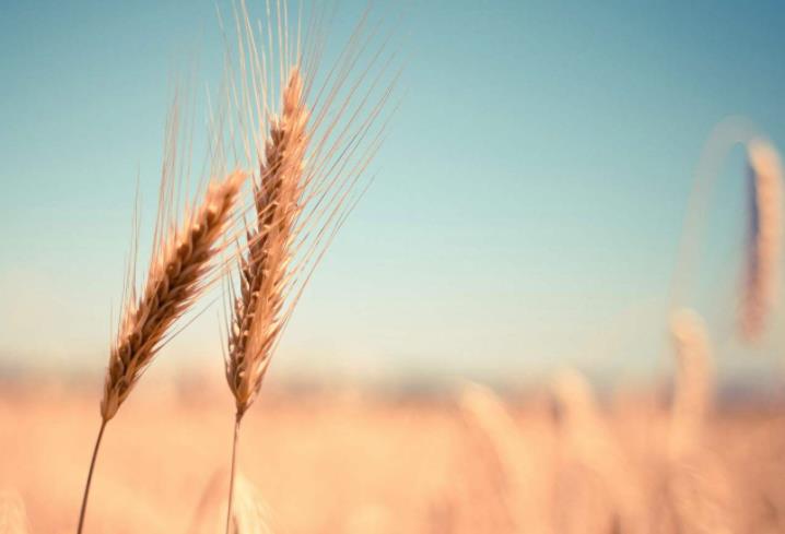 農業發展戰略策劃 農產品品牌策劃設計公司