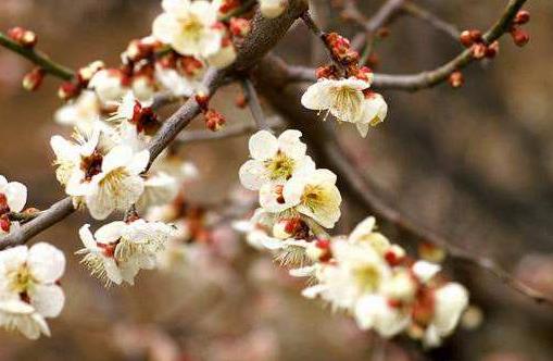 品牌命名策略 品牌命名策略