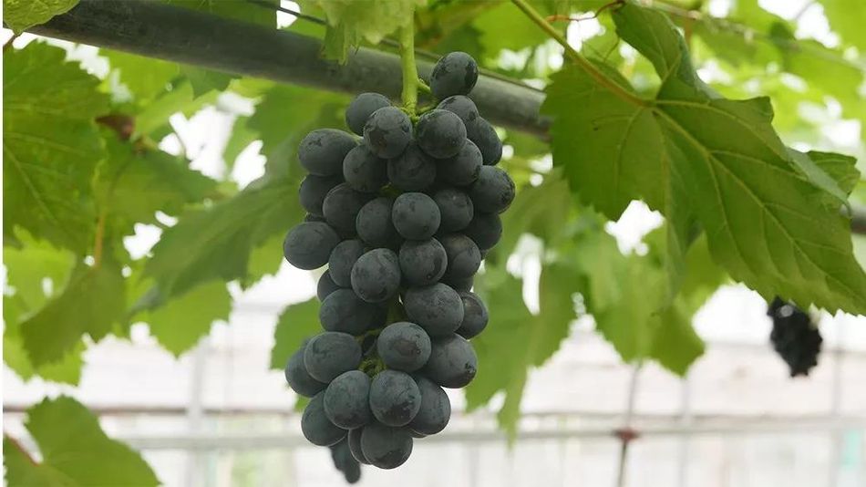 聚焦品牌轉型升級，推動馬陸葡萄品牌力持續向上