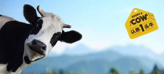 品牌戰(zhàn)略與營銷咨詢：認養(yǎng)一頭牛，乳業(yè)紅海突破之路