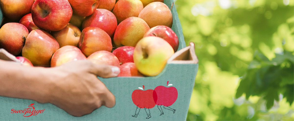 果業(yè)公司品牌建設(shè):水果品牌設(shè)計(jì)