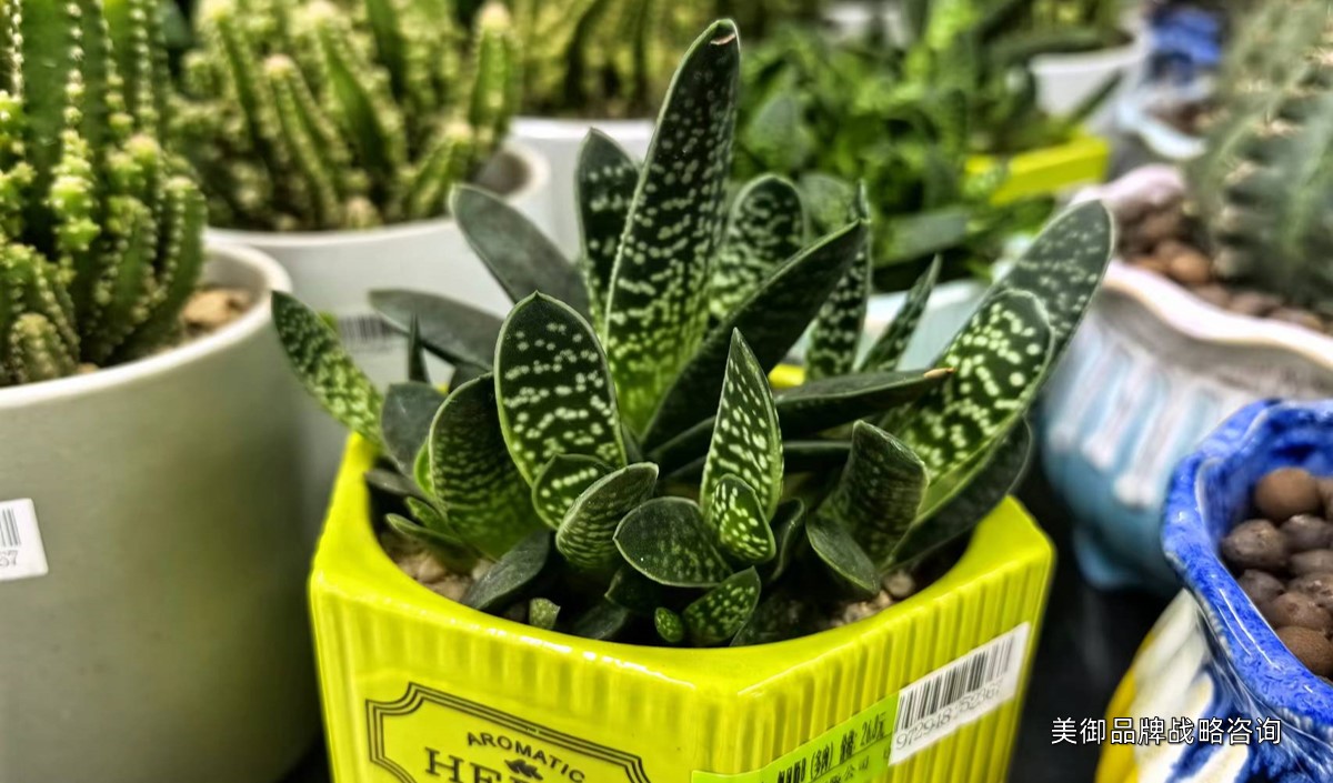 美御淺析盆栽綠植品牌營銷策劃建議 美御淺析盆栽綠植品牌營銷策劃建議