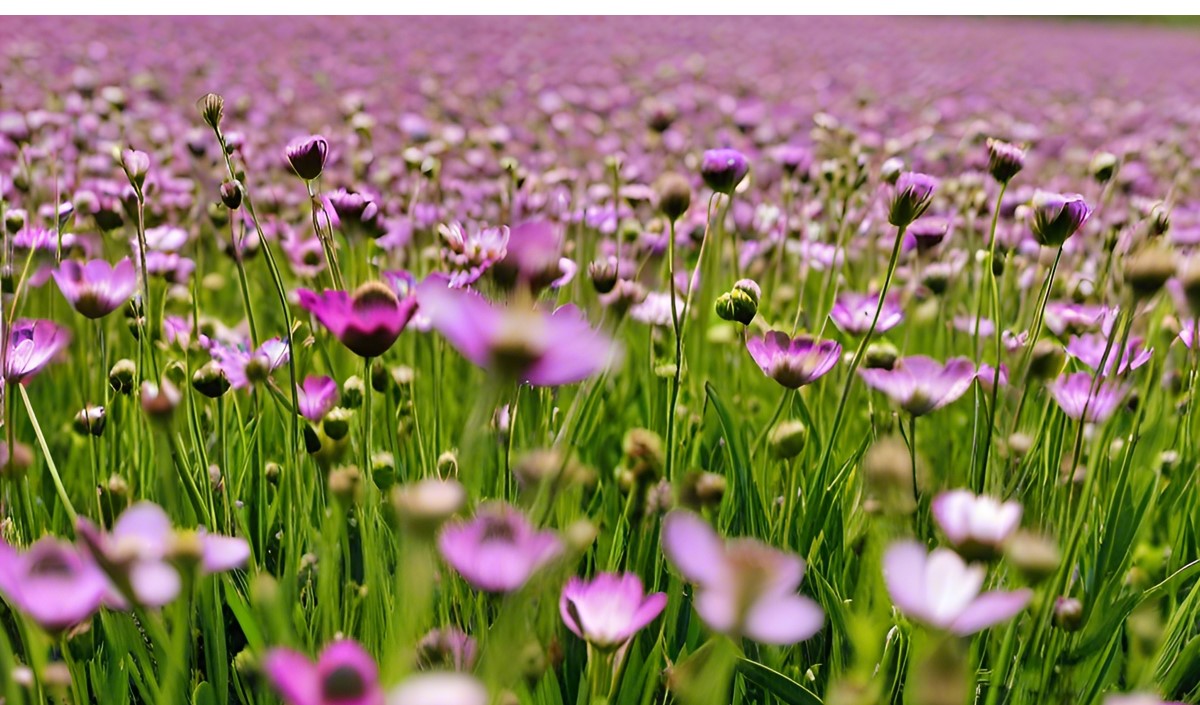 美御品牌全案策劃深度分析亞麻籽油行業的品牌策劃思路