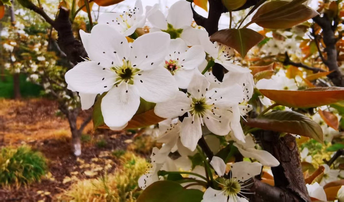 農(nóng)業(yè)企業(yè)是否需要做品牌：品牌建設(shè)的價值有哪些？